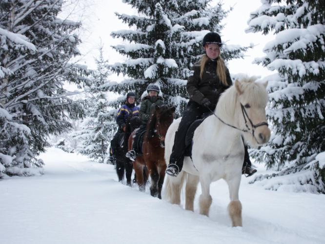 Färgbild - vinterbild på ryttare och hästar ute i skogslandskap