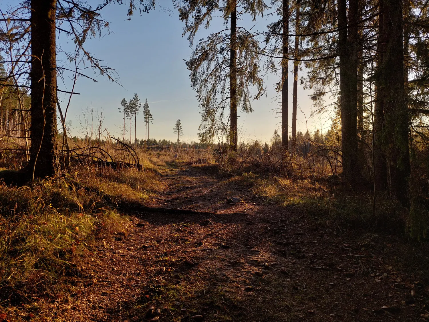 Skogslandskap