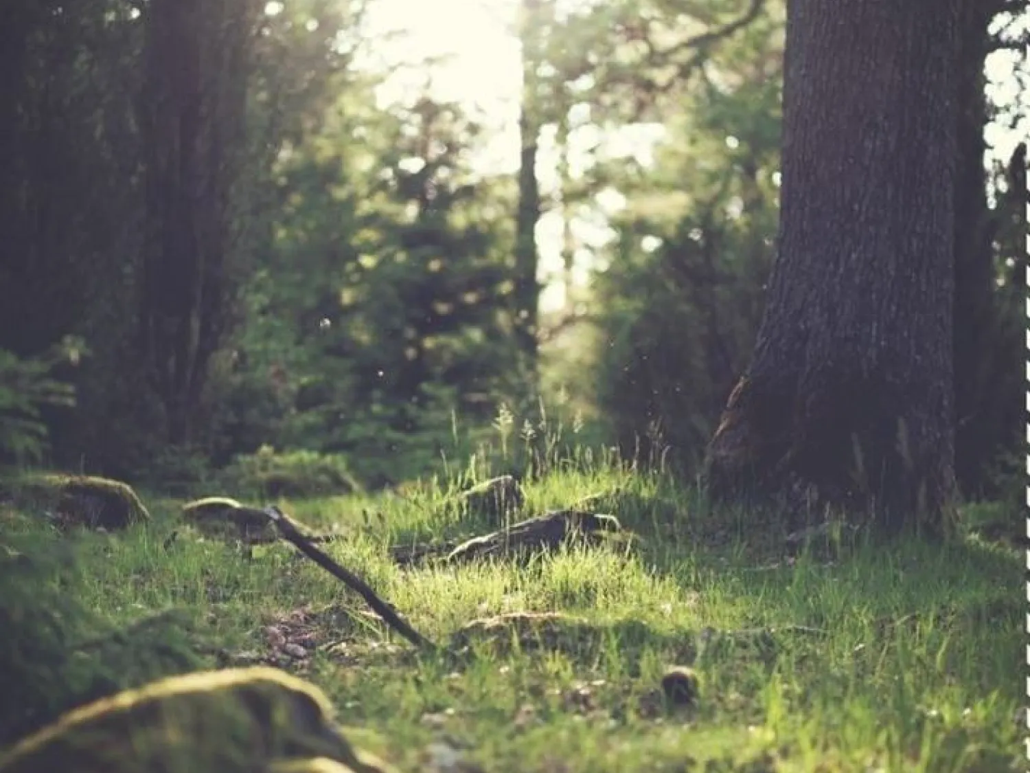 Färgfoto - naturbild på skogsglänta med träd och stenar i solljus.