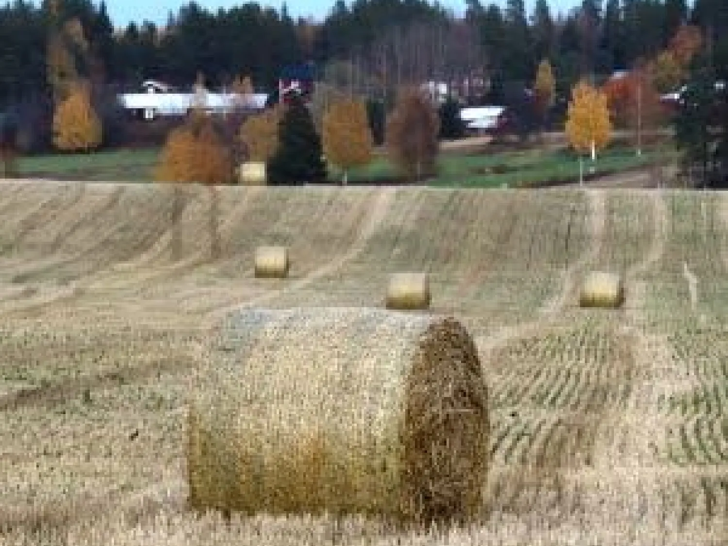 Färgbild - höbalar på täkt utomhus.