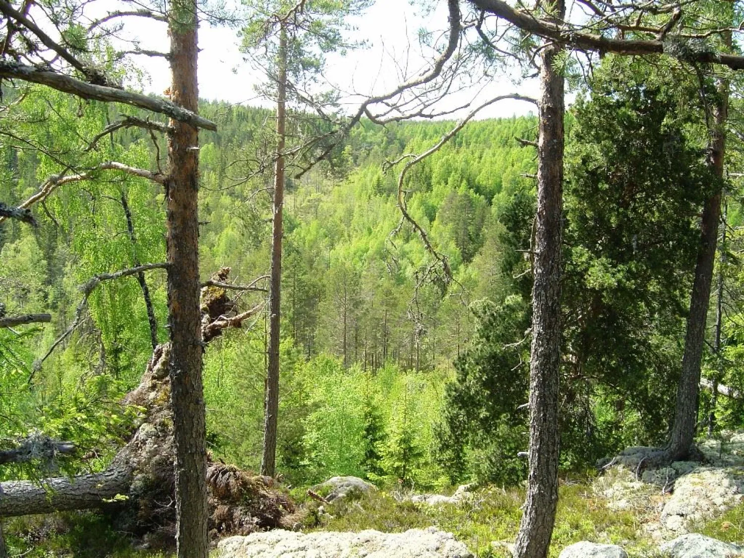 Ilsbo fornborg