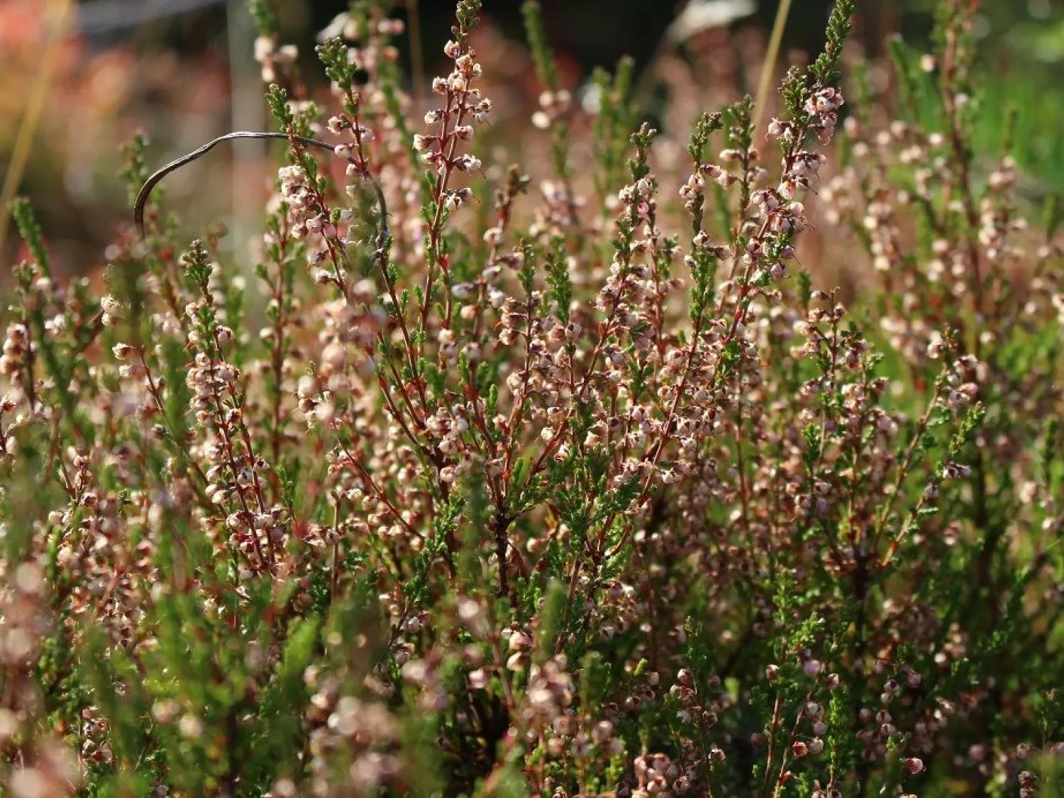 Bålleberget - Bergsjö