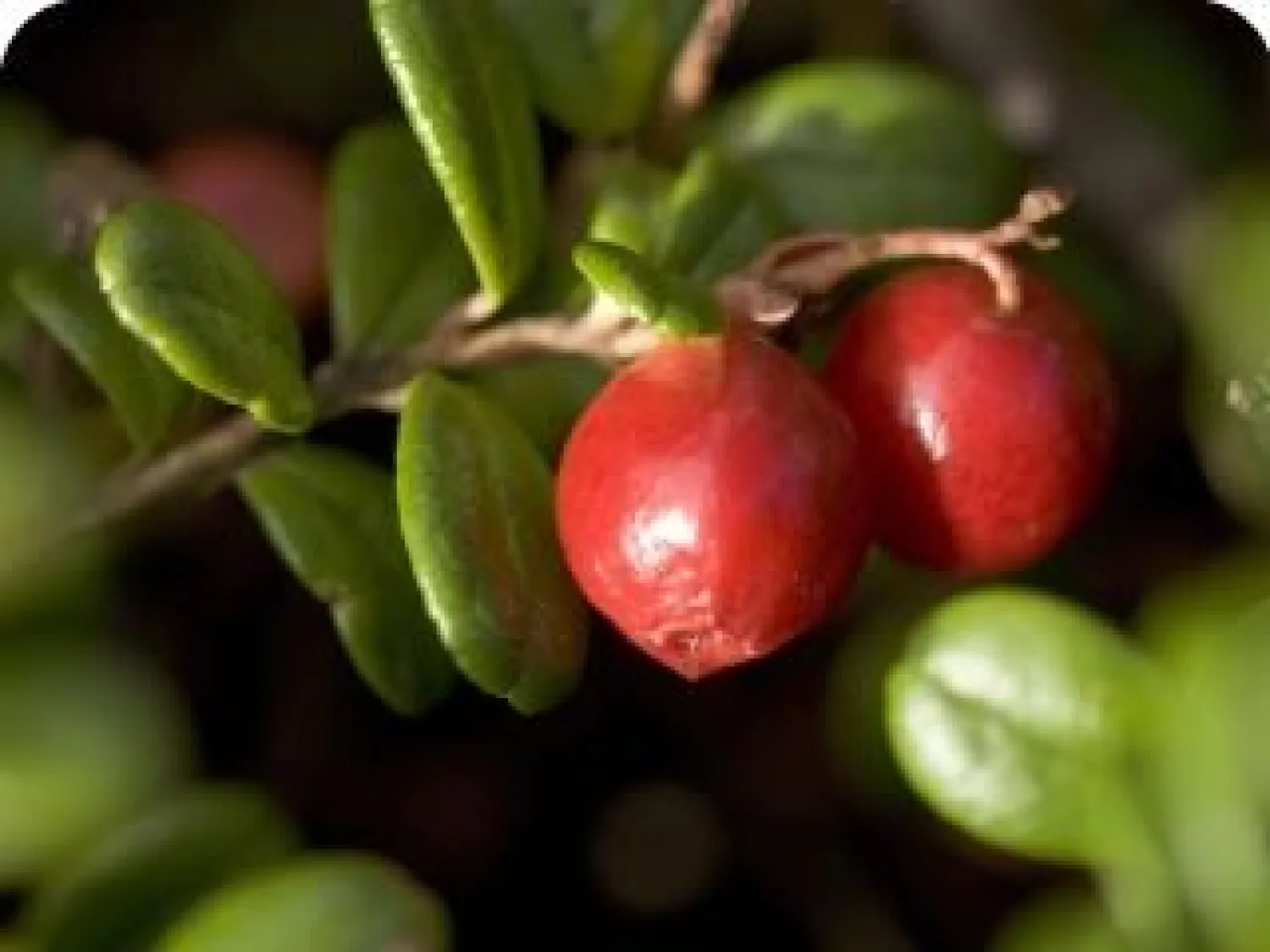 Hälsingesylt i Gnarp - syltproducent