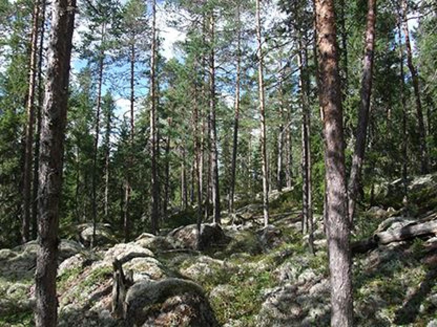 Naturreservat Kransarna, Bergsjö