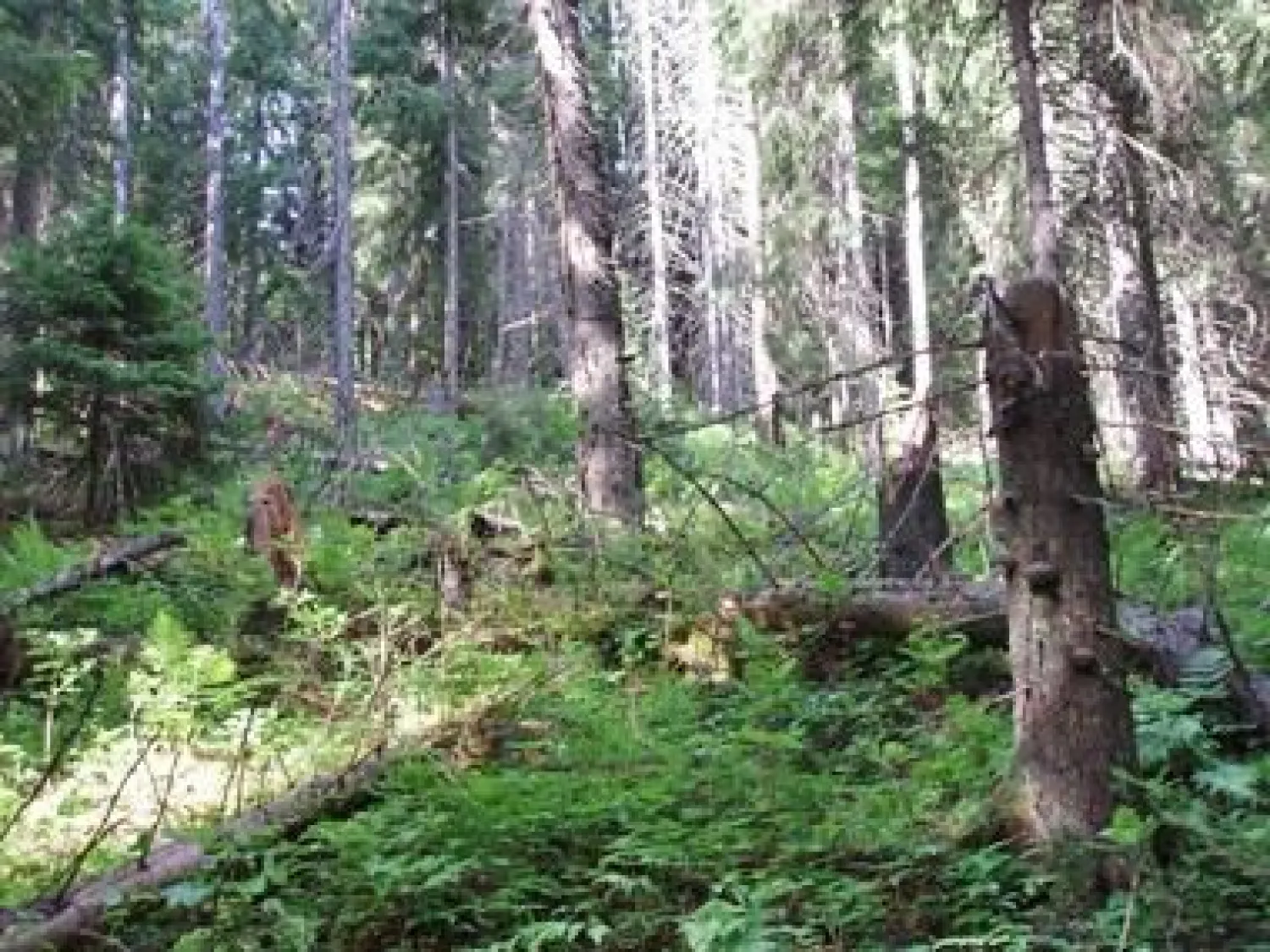Svedjebovallen naturreservat, Hassela