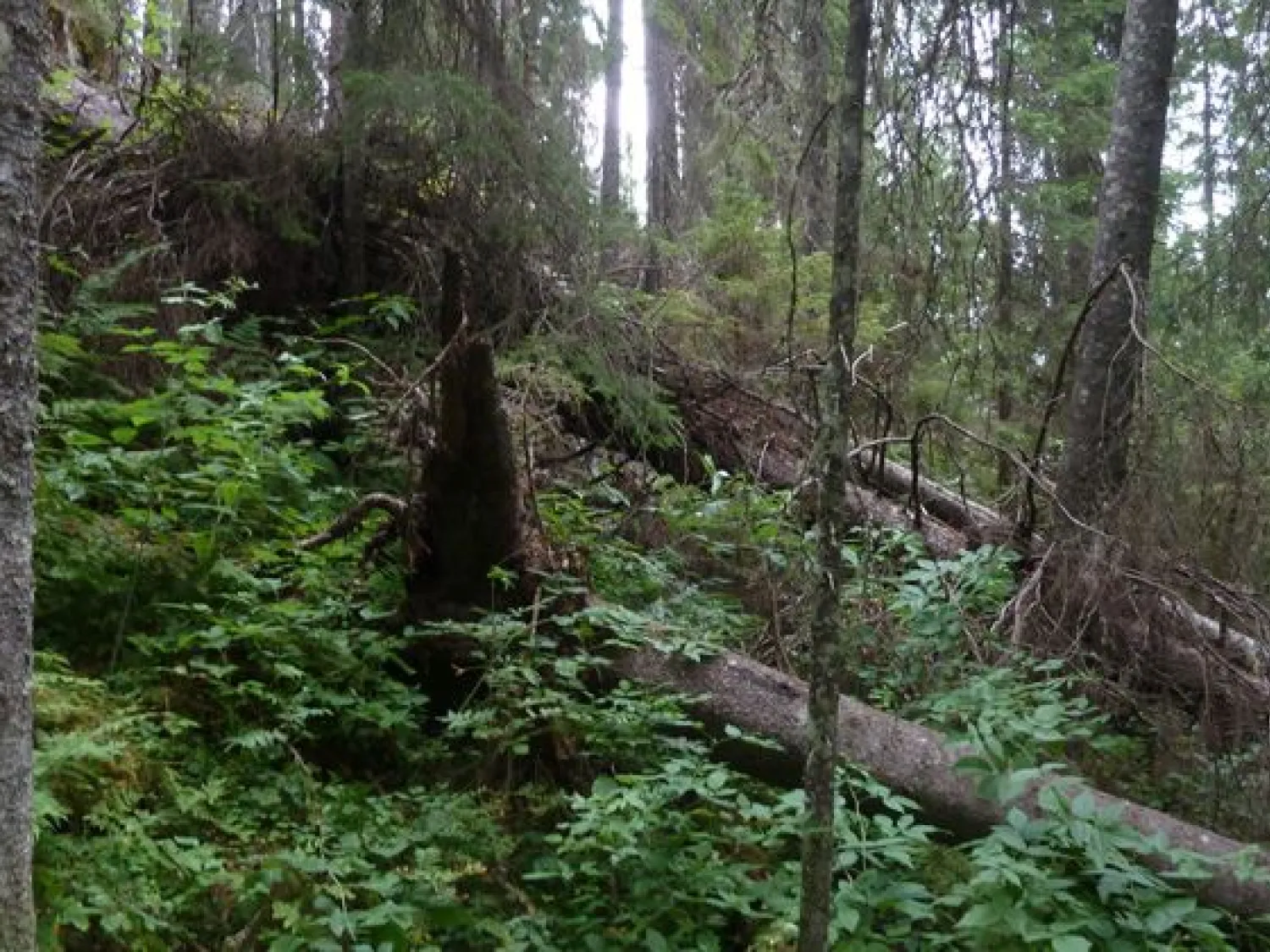 Klövberget, naturreservat, nordanstig, hälsingland, medelpad