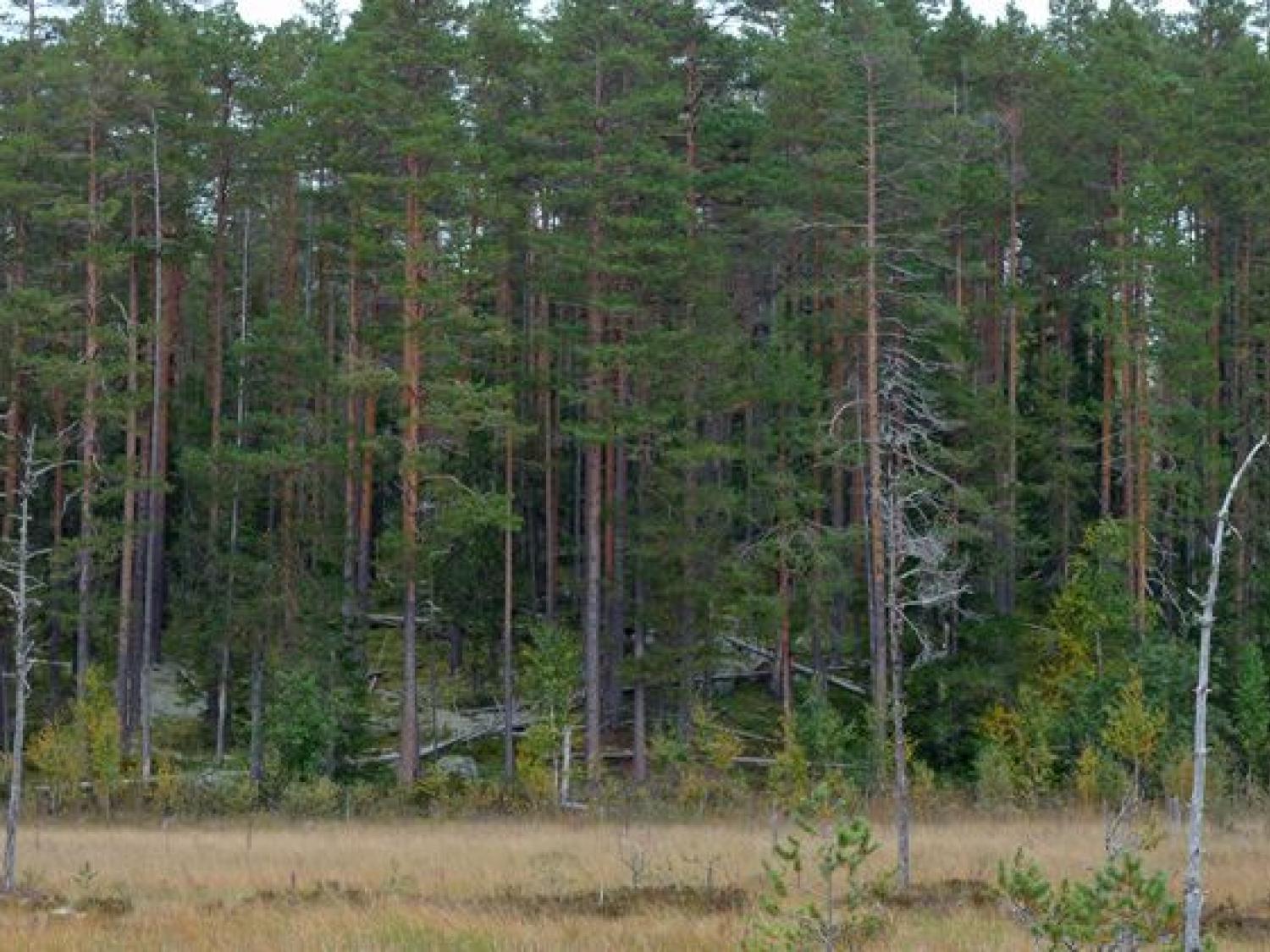 Gulliksberget, Hassela, Nordanstig, Hälsingland, naturreservat