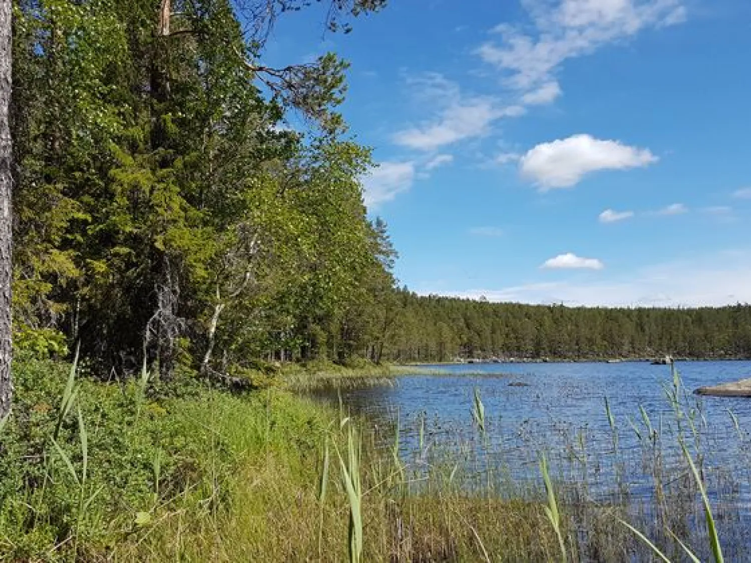 Strandkanten av sjön Lockjärv. Naturrreservat. Lockjärv - sjö.
