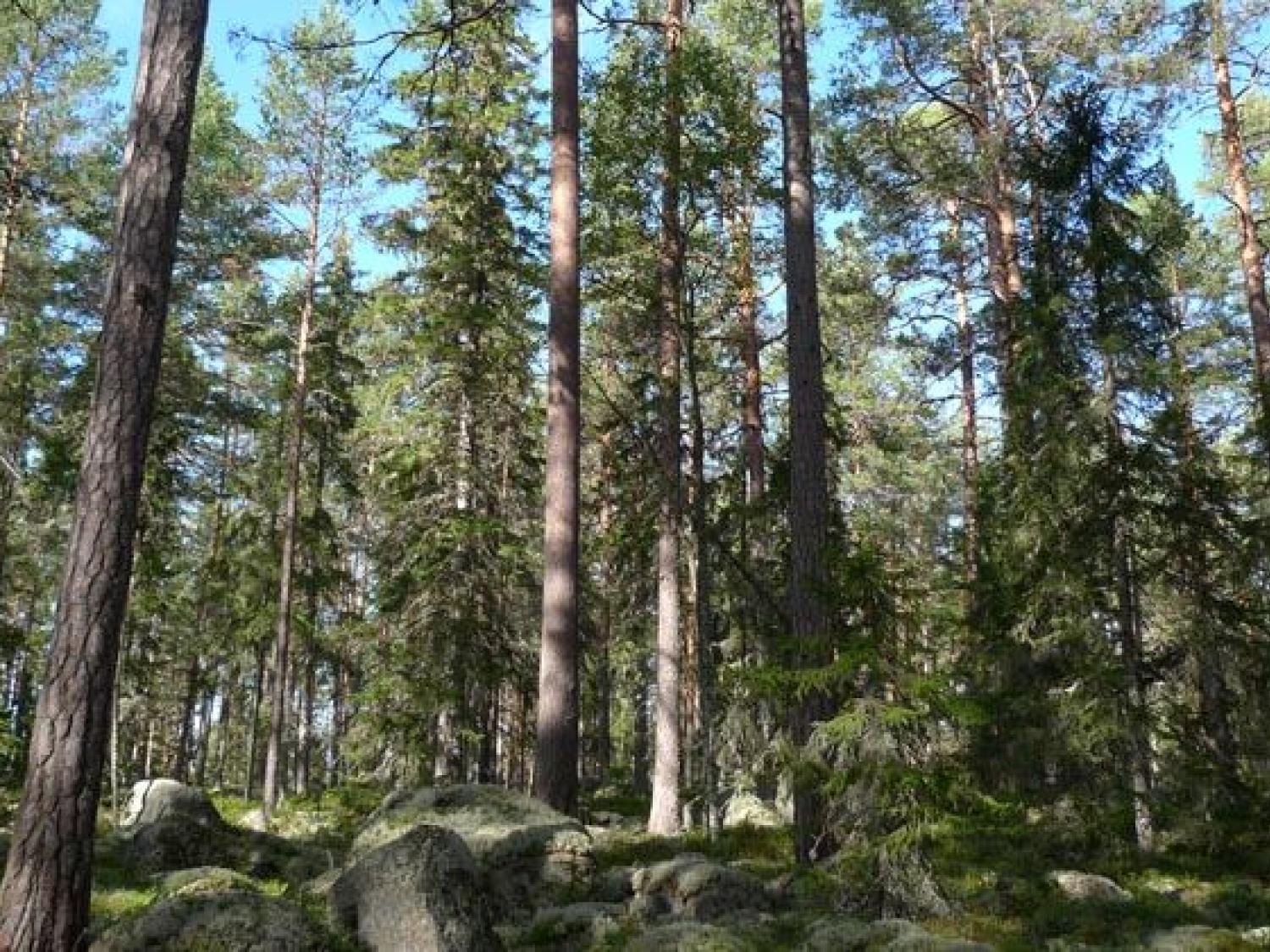 I naturreservatet Rosslavallen växer 300 år gamla tallar