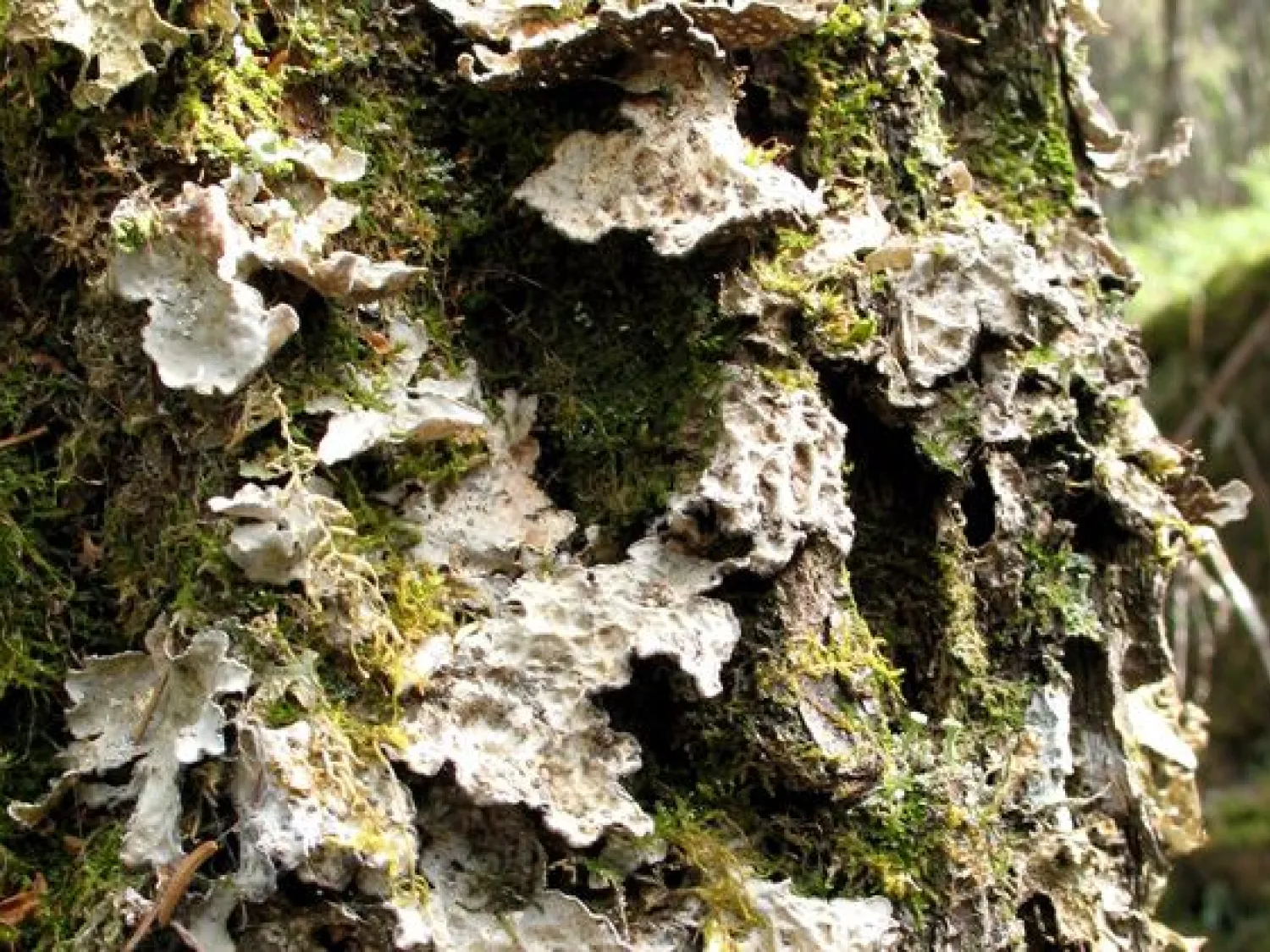 Skrovellav på trädstam i Gulåsens naturreservat. Foto: Länsstyrelsen Gävleborg