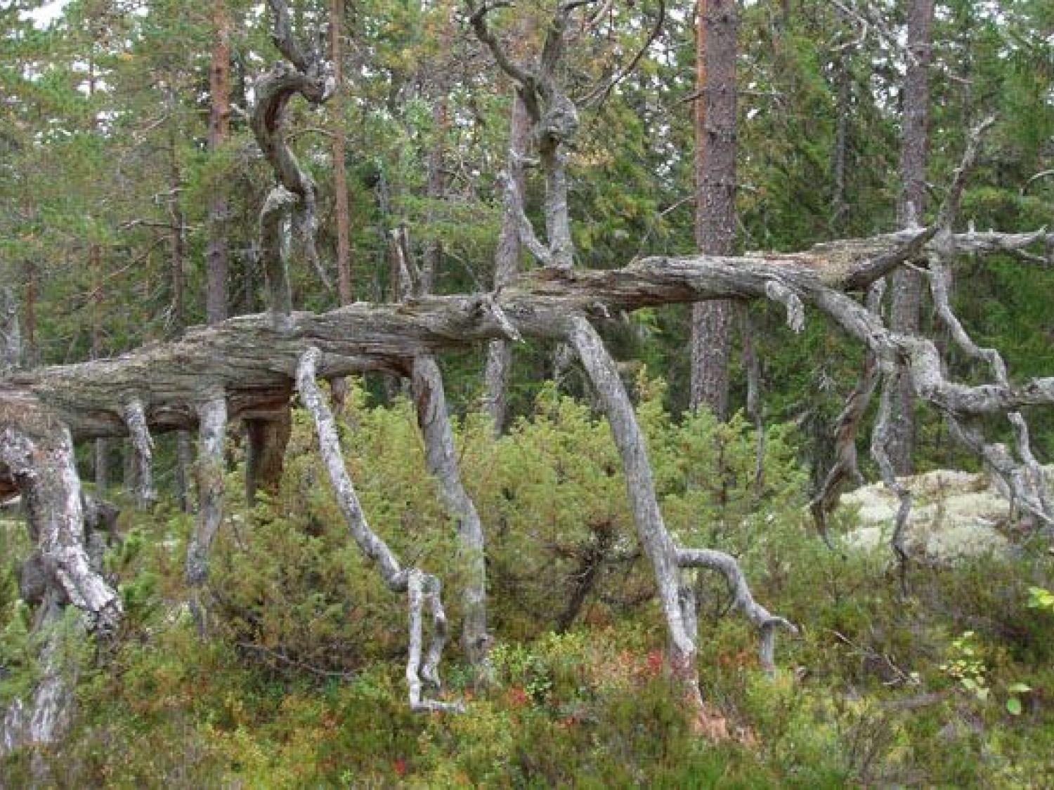 Gammel vriden tall i Björnåsens naturreservat. Foto: Länsstyrelsen Gävleborg