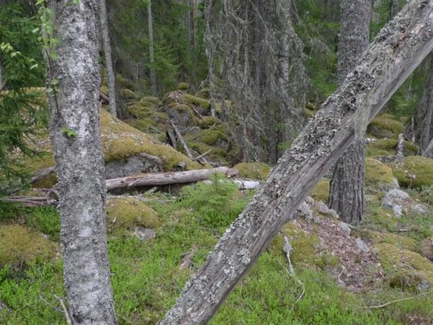 Svarvtjärnsbergen bjuder på gammal lavbevuxen tallskog. Foto: Länsstyrelsen Gävleborg