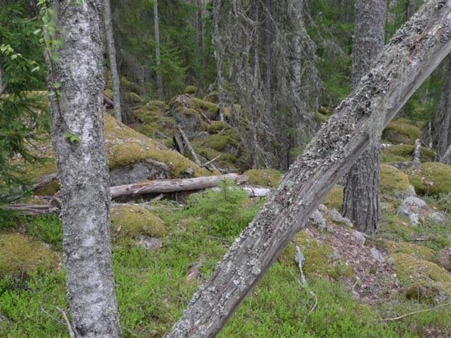 Svarvtjärnsbergen bjuder på gammal lavbevuxen tallskog. Foto: Länsstyrelsen Gävleborg