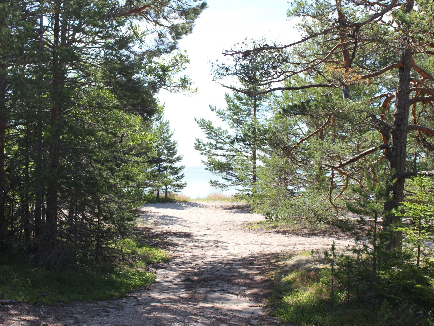 Morsvika