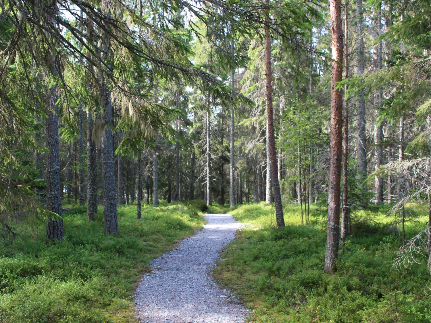 Morsvika
