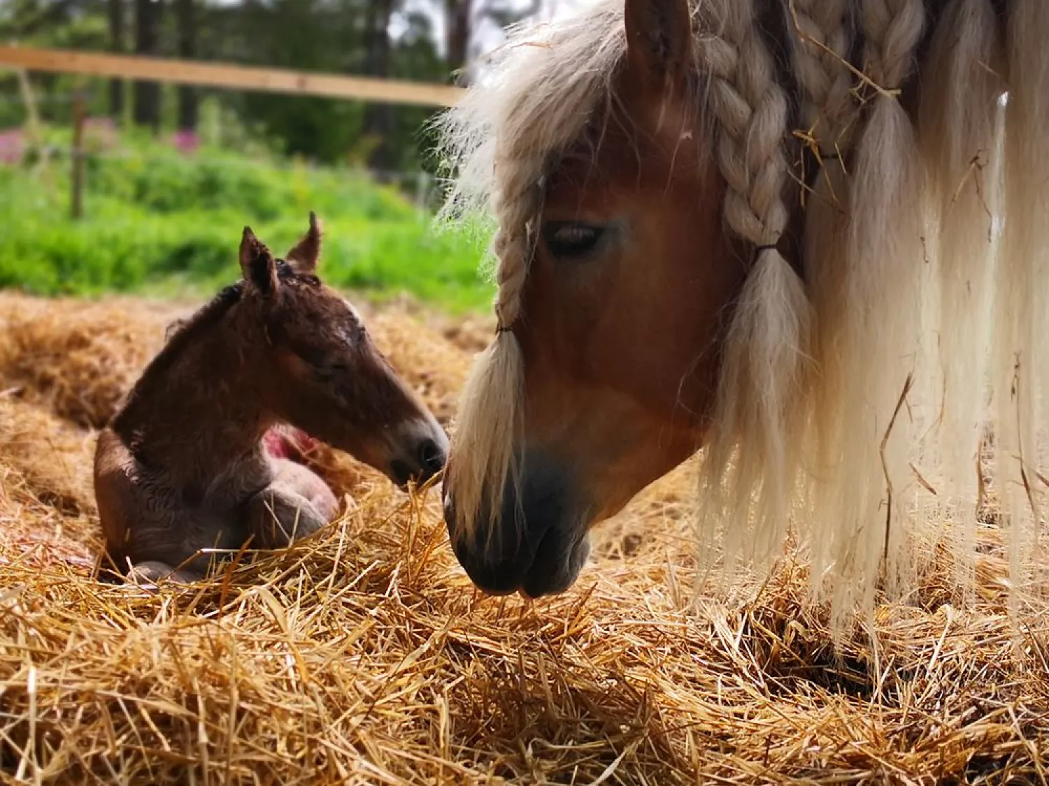 Hammarn - Horses, health & Farm