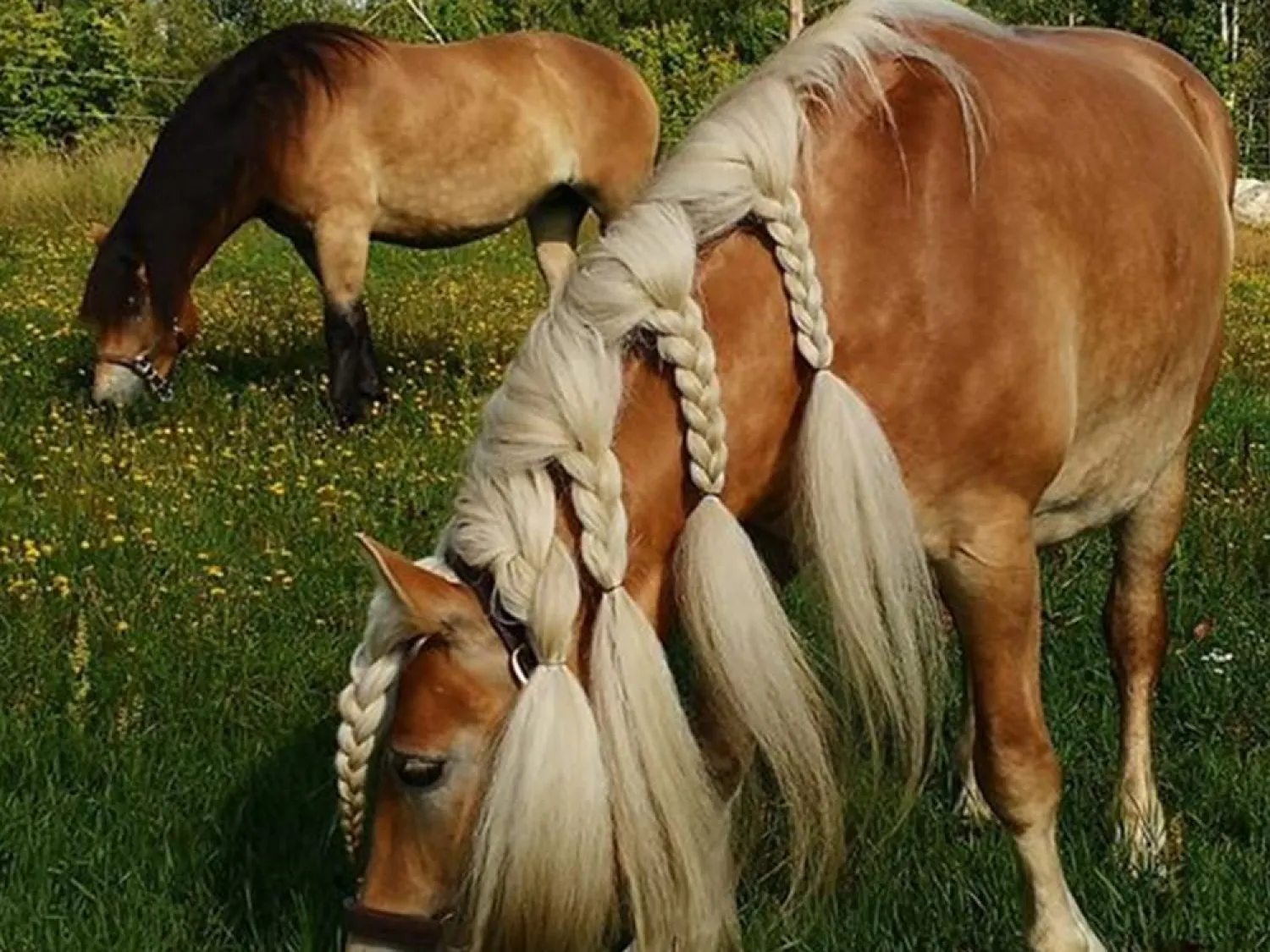 Hammarn - Horses, health & Farm