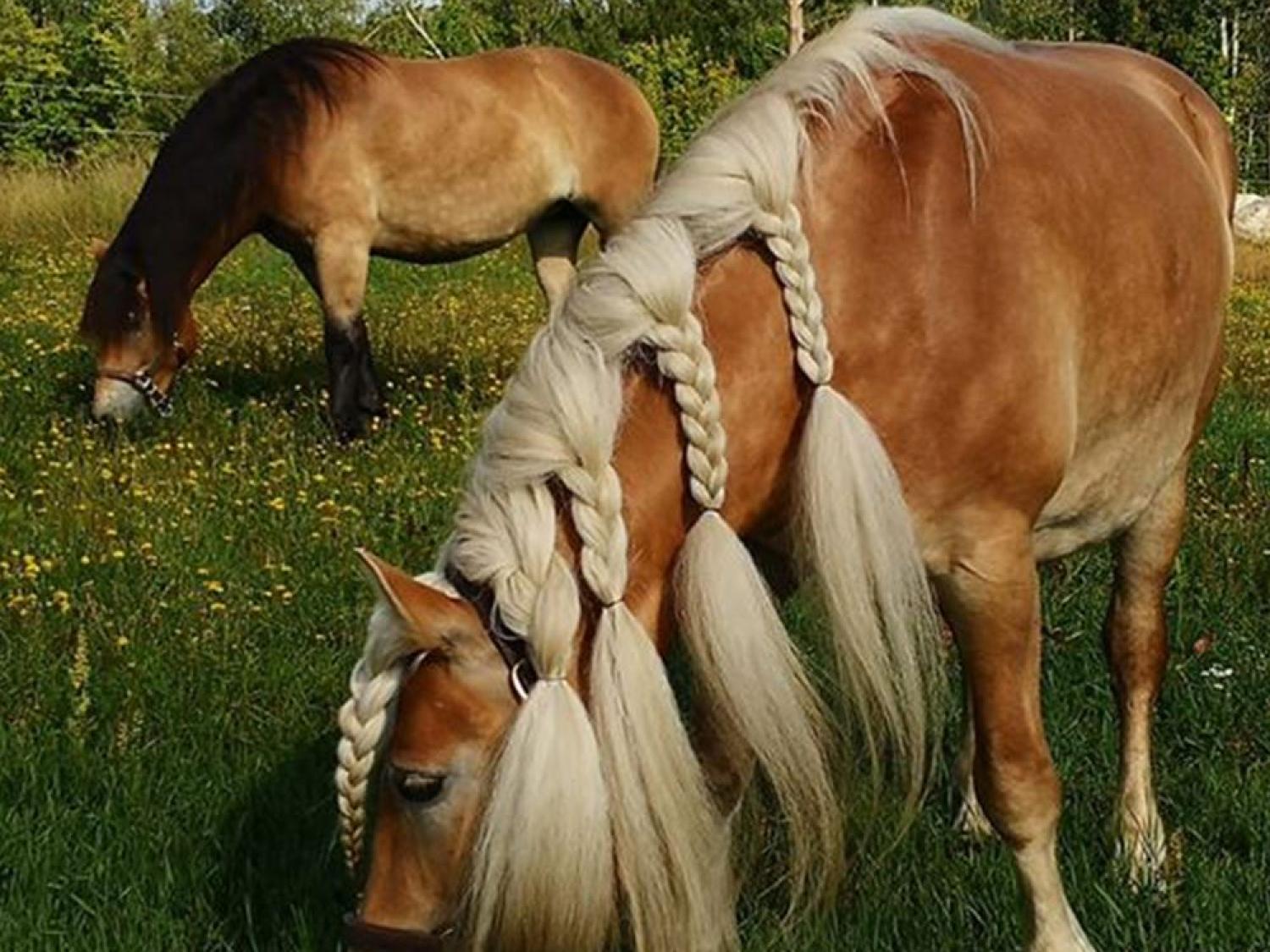 Hammarn - Horses, health & Farm