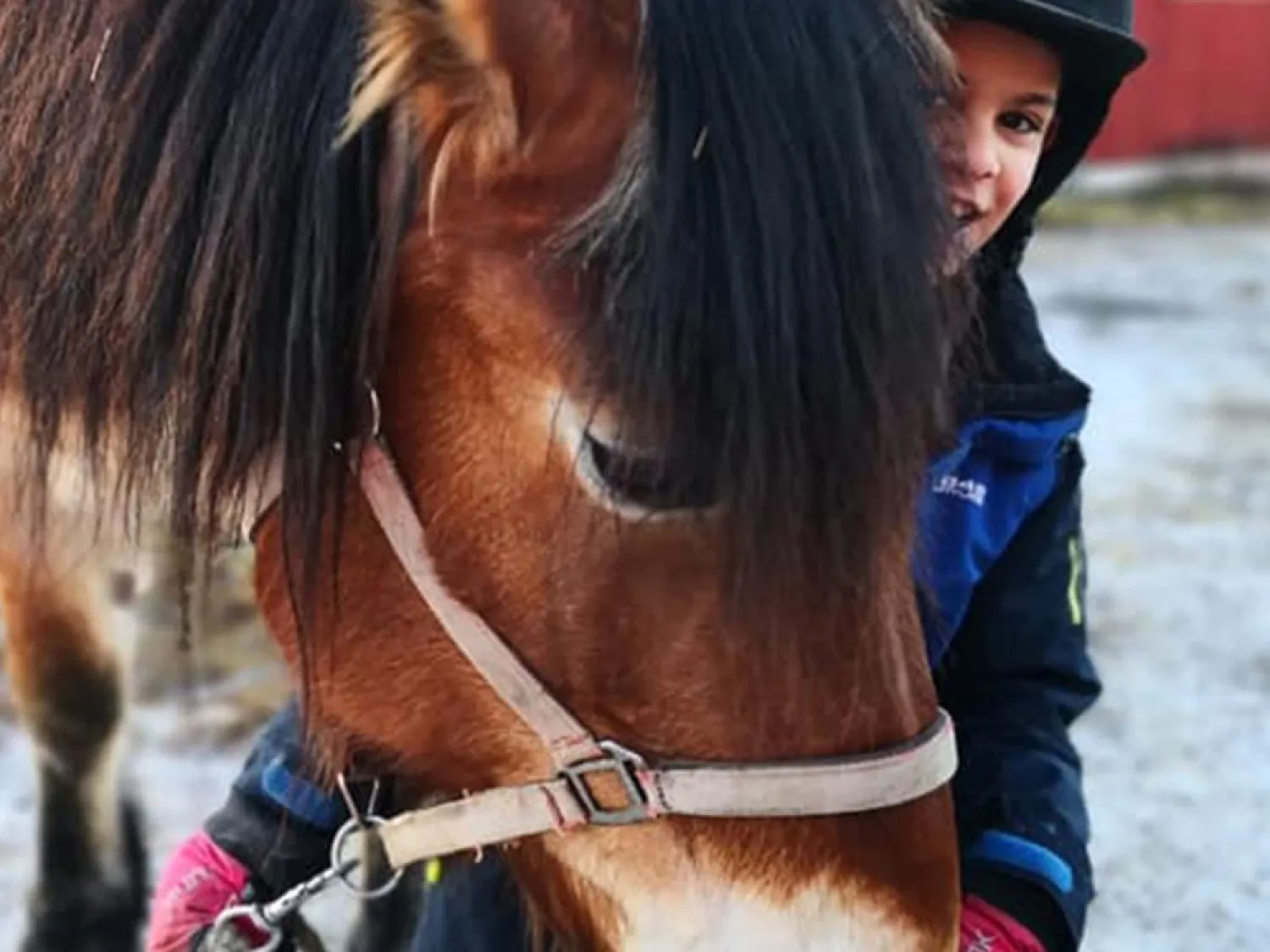 Hammarn - Horses, health & Farm