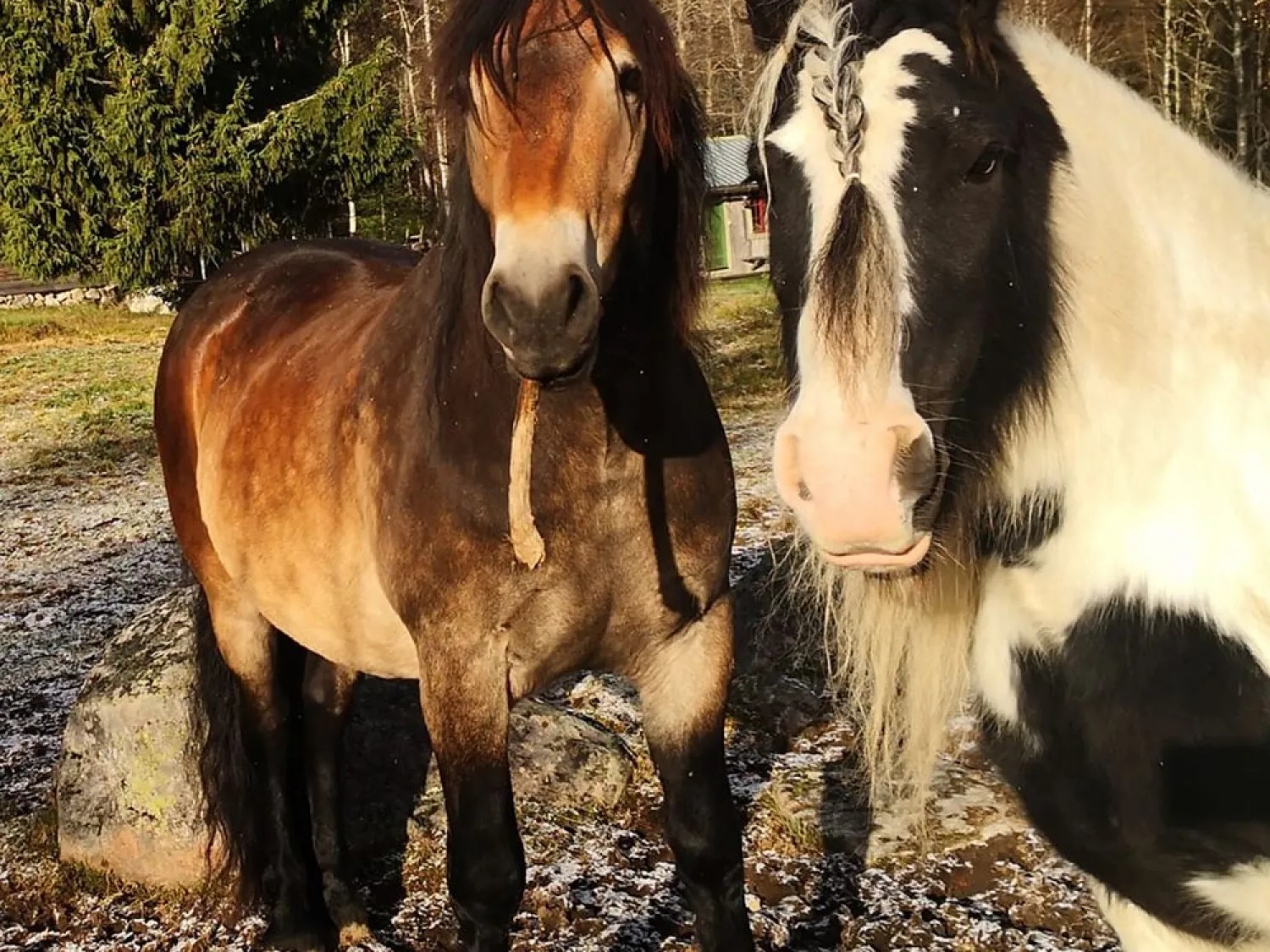 Hammarn - Horses, health & Farm