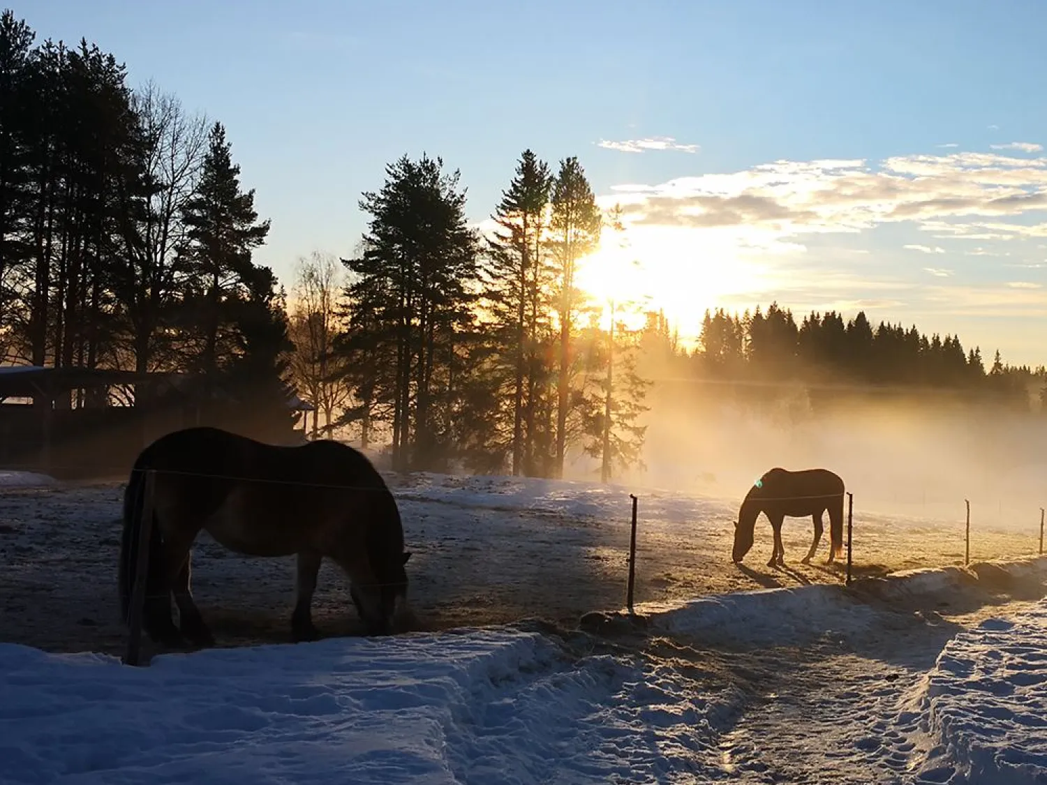 Hammarn - Horses, health & Farm