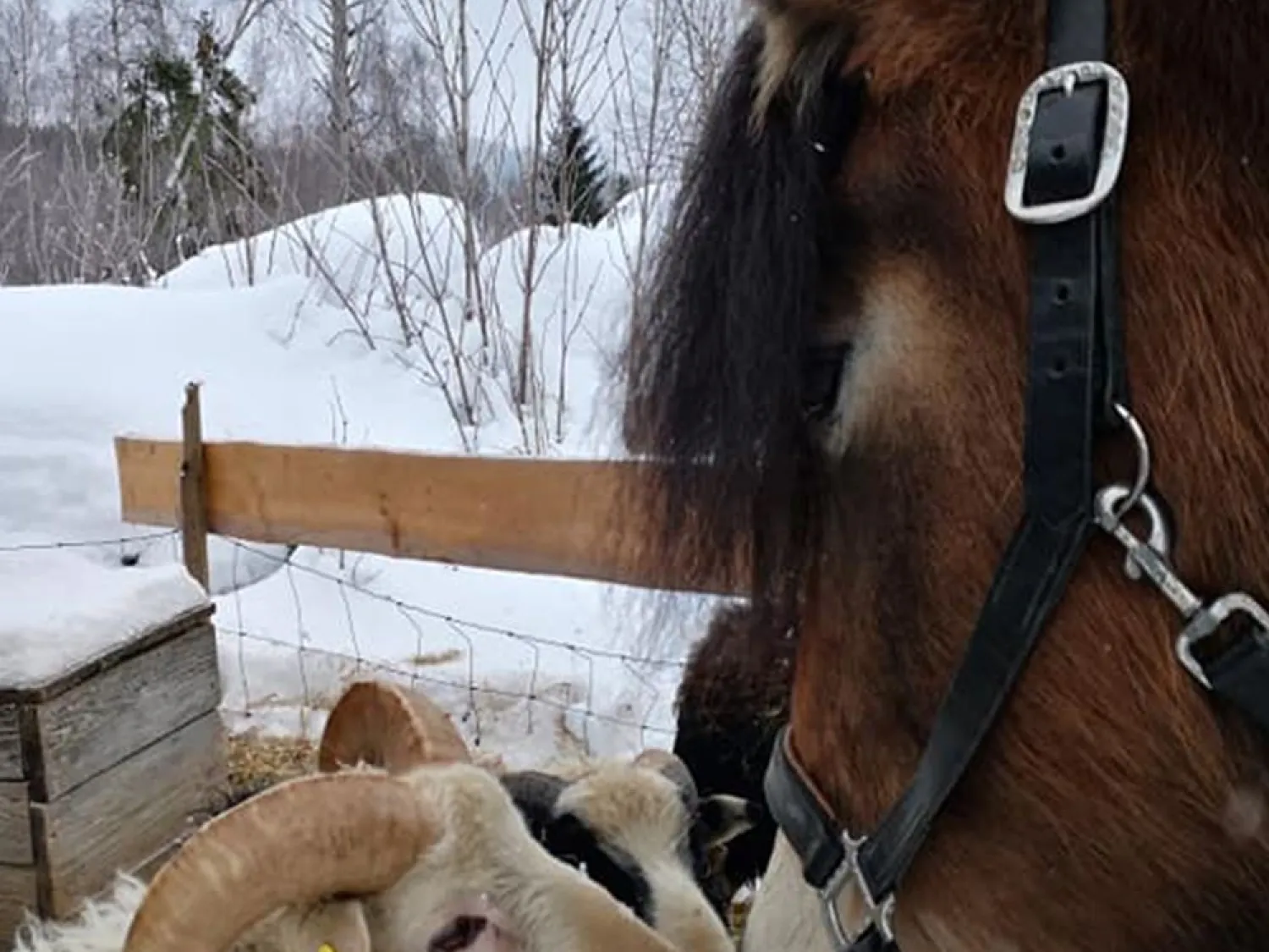 Hammarn - Horses, health & Farm