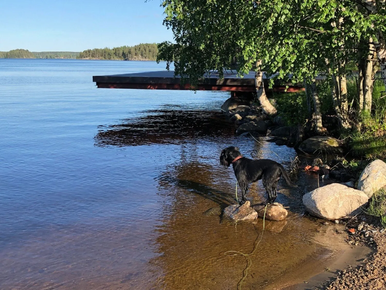 Strand vid sjö och en hund som står i vattenbrynet