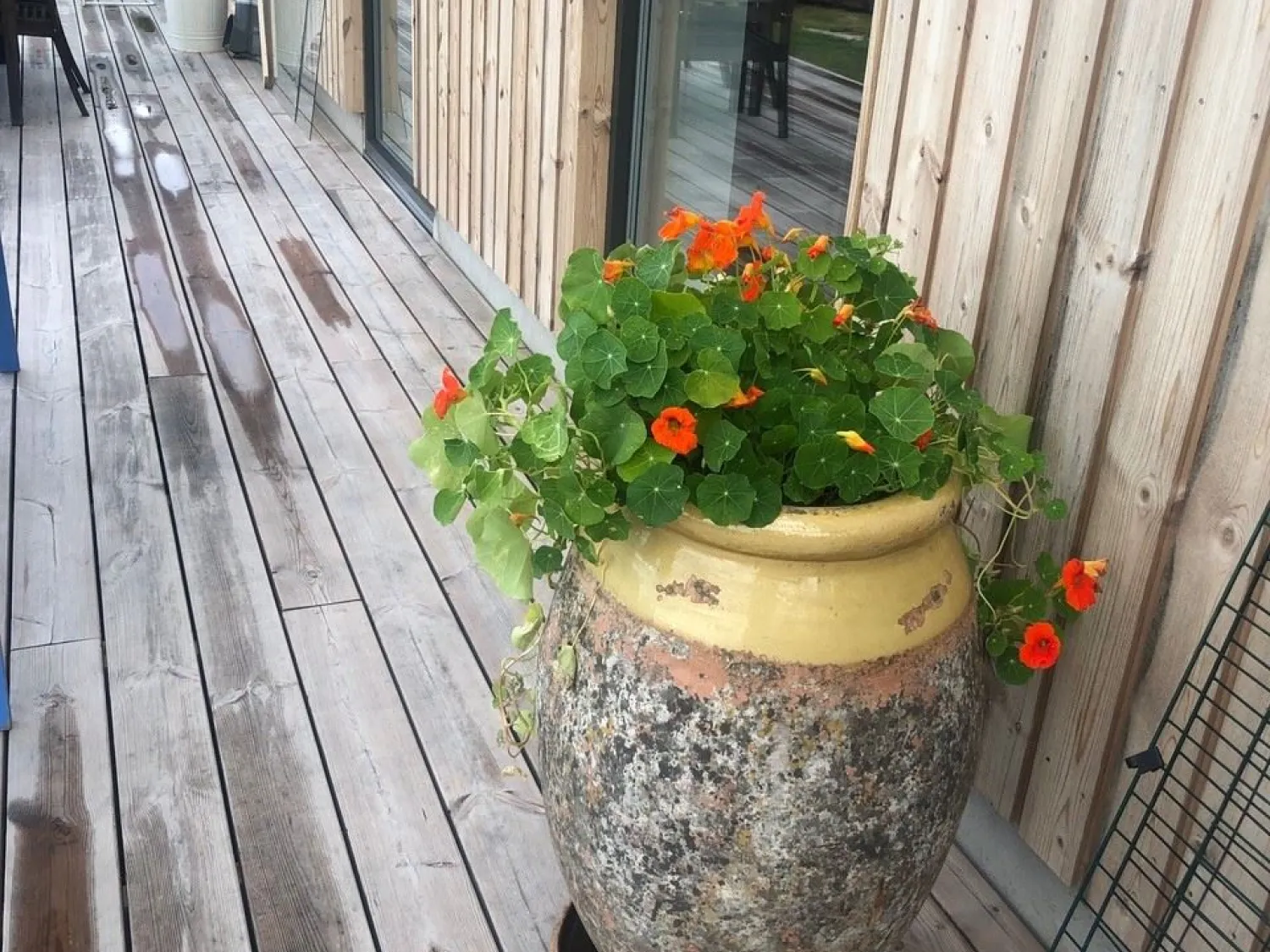 blomkruka med rödoranga blommor på träaltan
