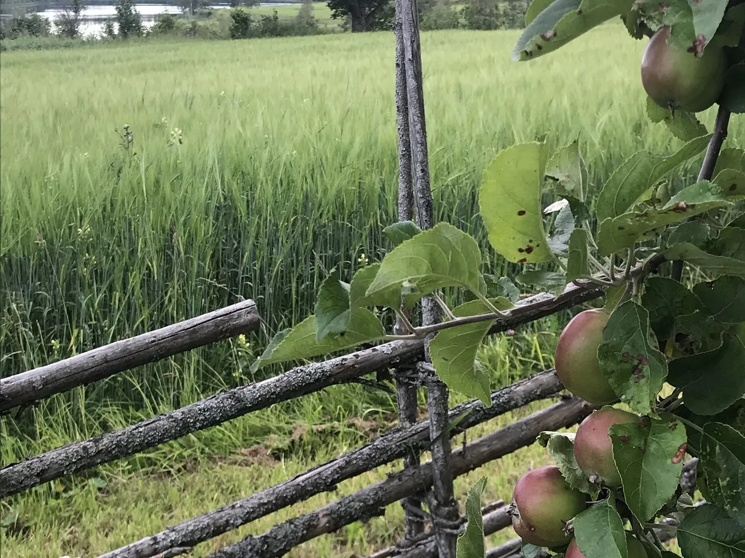Bo på landet - Östra Trösten, Bergsjö