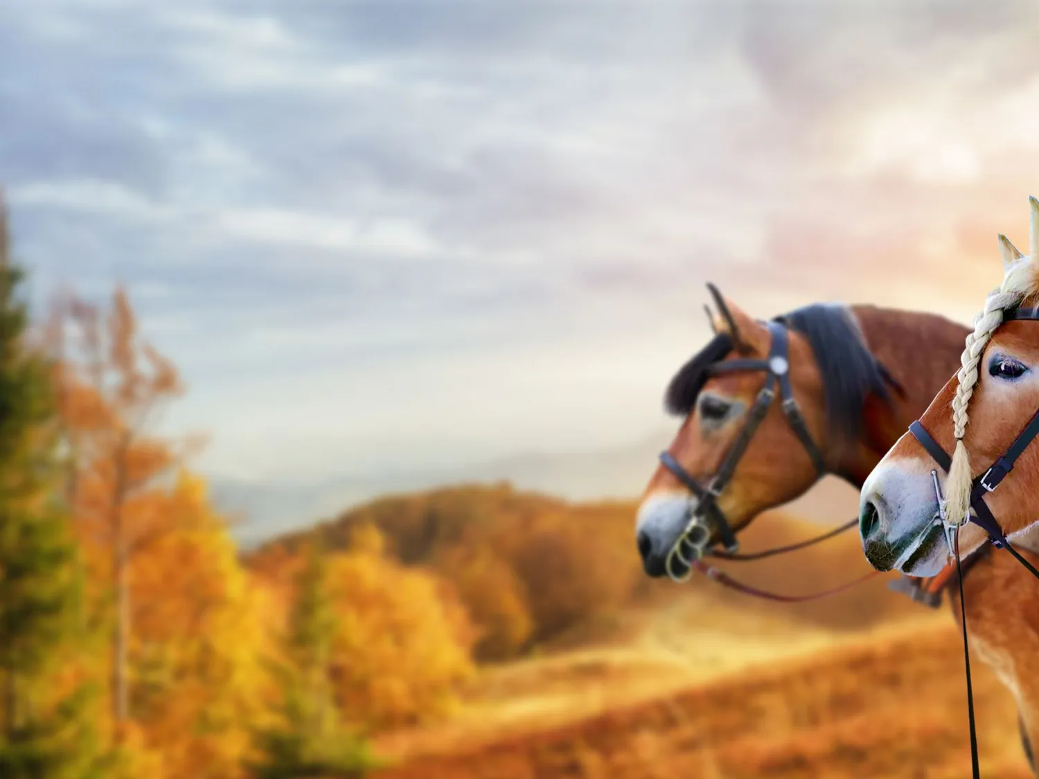 Hammarn - Horses, health & Farm