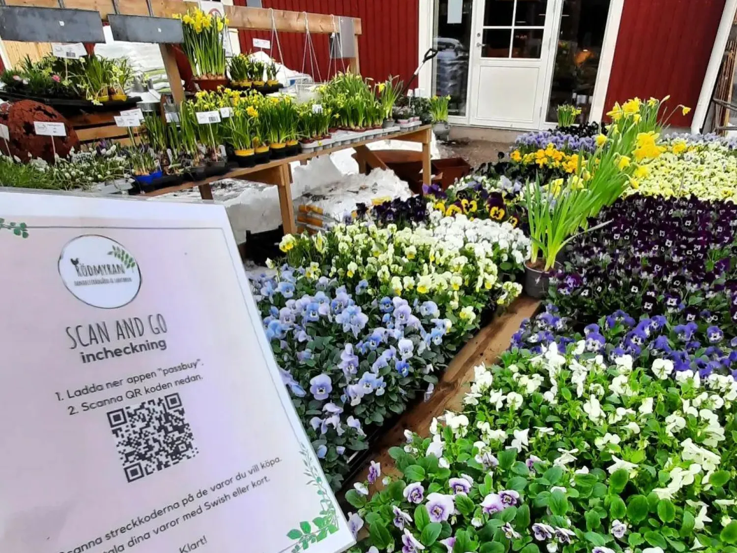 Färgbild utomhus - plantor och blommor på bänkrader