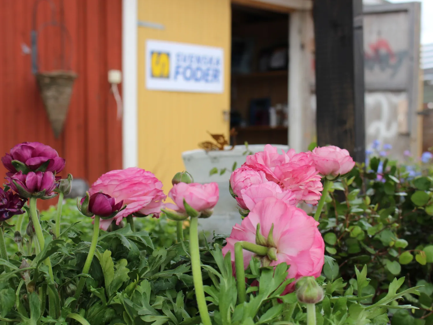 Färgbild - exteriör och detaljbild på blommor utomhus