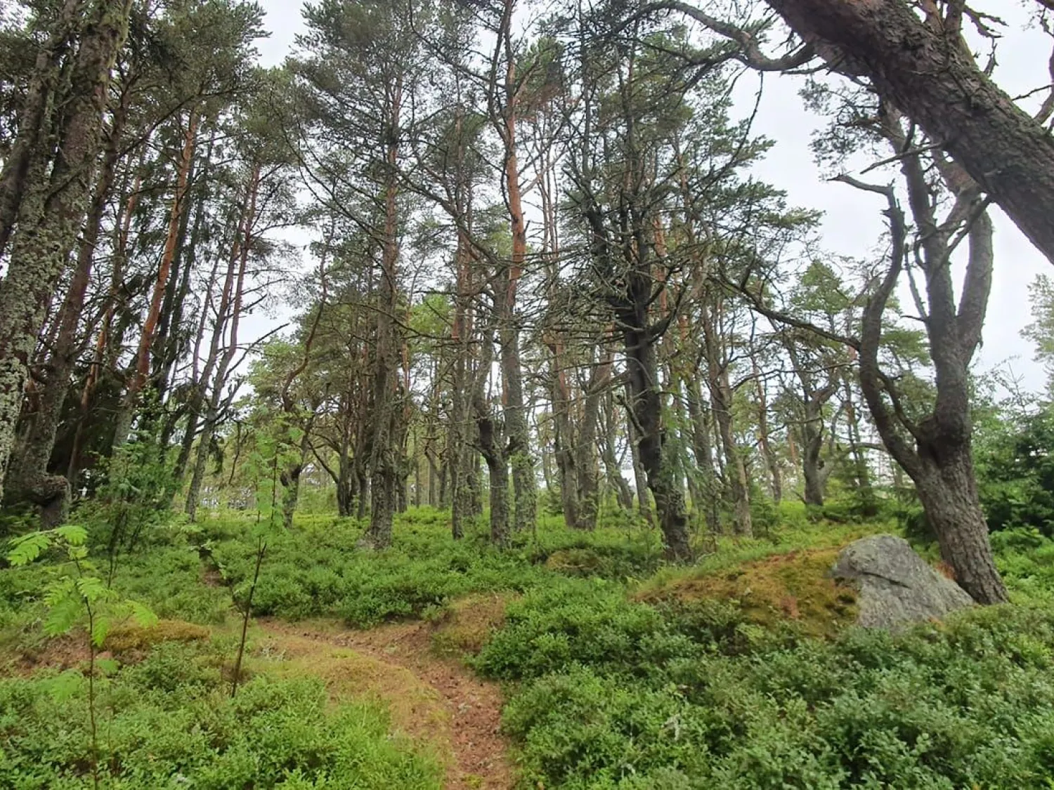 Färgbild, natur med grönska och träd