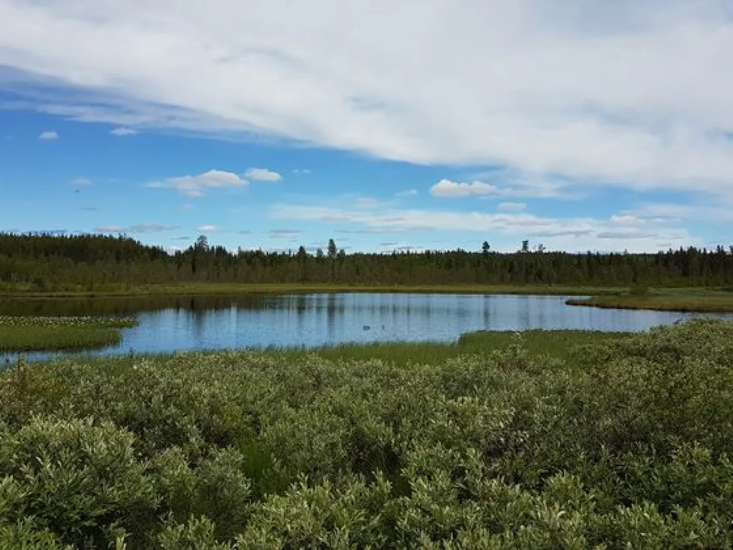 Färgbild naturbild