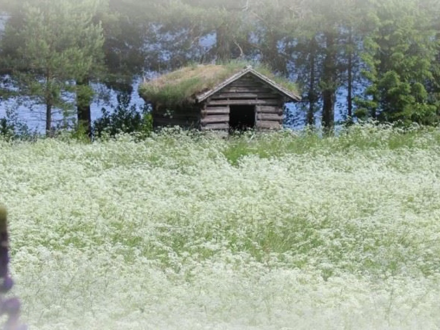 Färgbild naturbild med grönskande äng och skog i bakgrunden