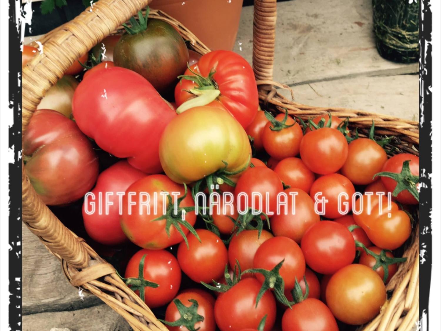 Färgbild - tomater i korg