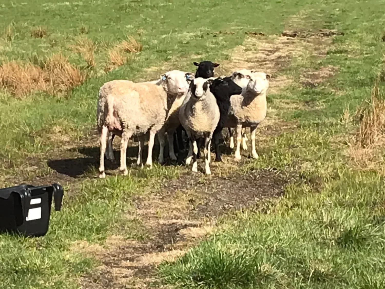 Färgbild, utomhus - en flock får ute i naturen.