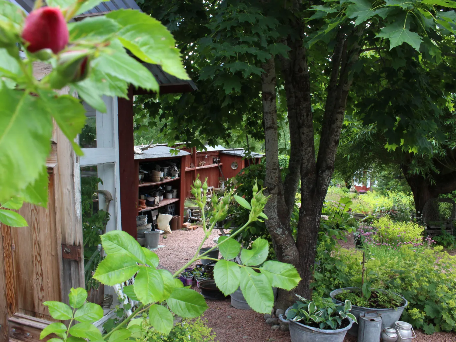 Gräsåsen's Garden and Café