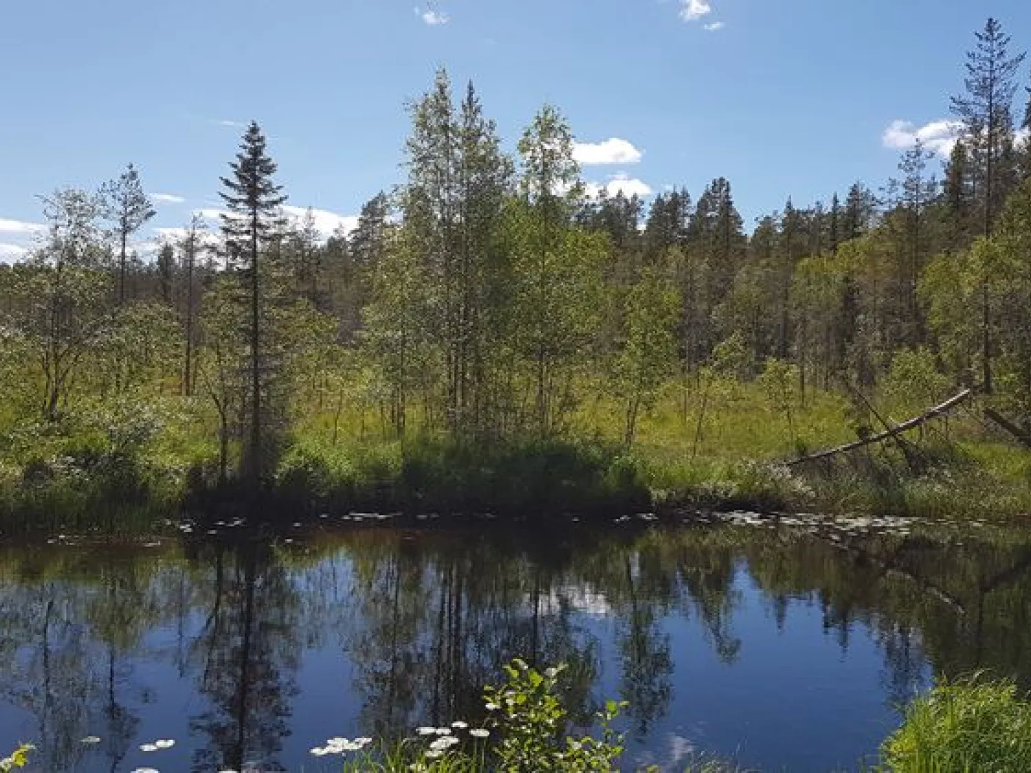 Omväxlande myrmiljö i Kvarnmyrorna. Hassela.