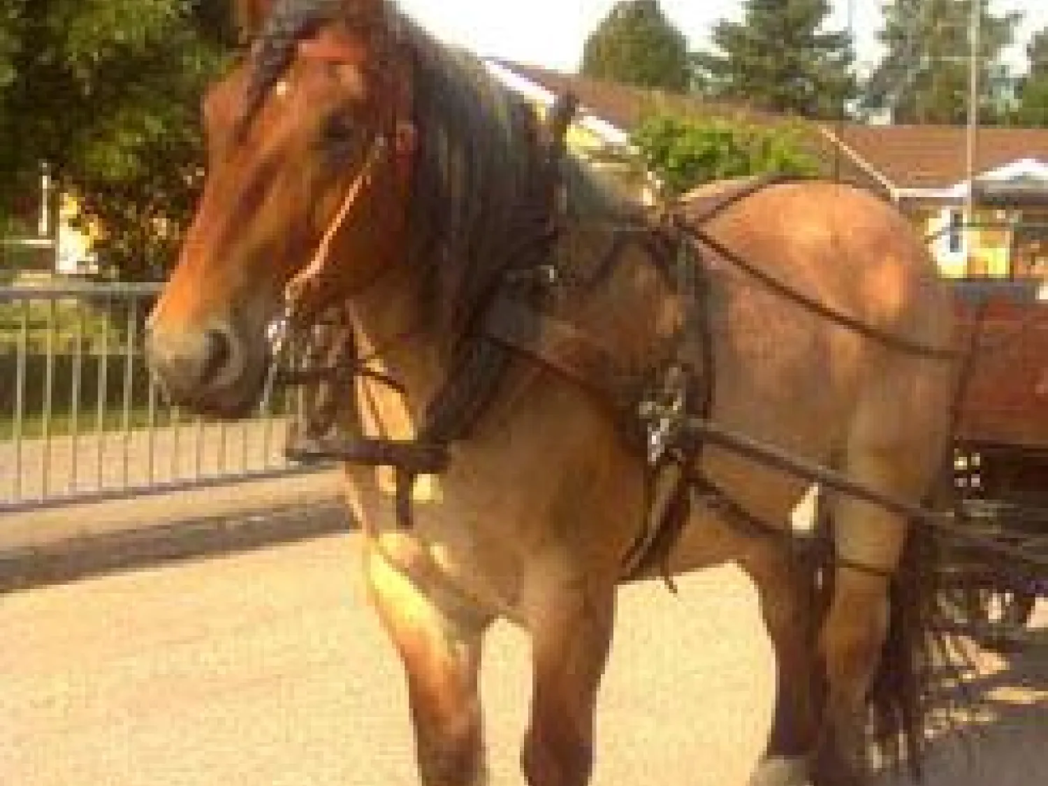 Storskogen's Horse Rides