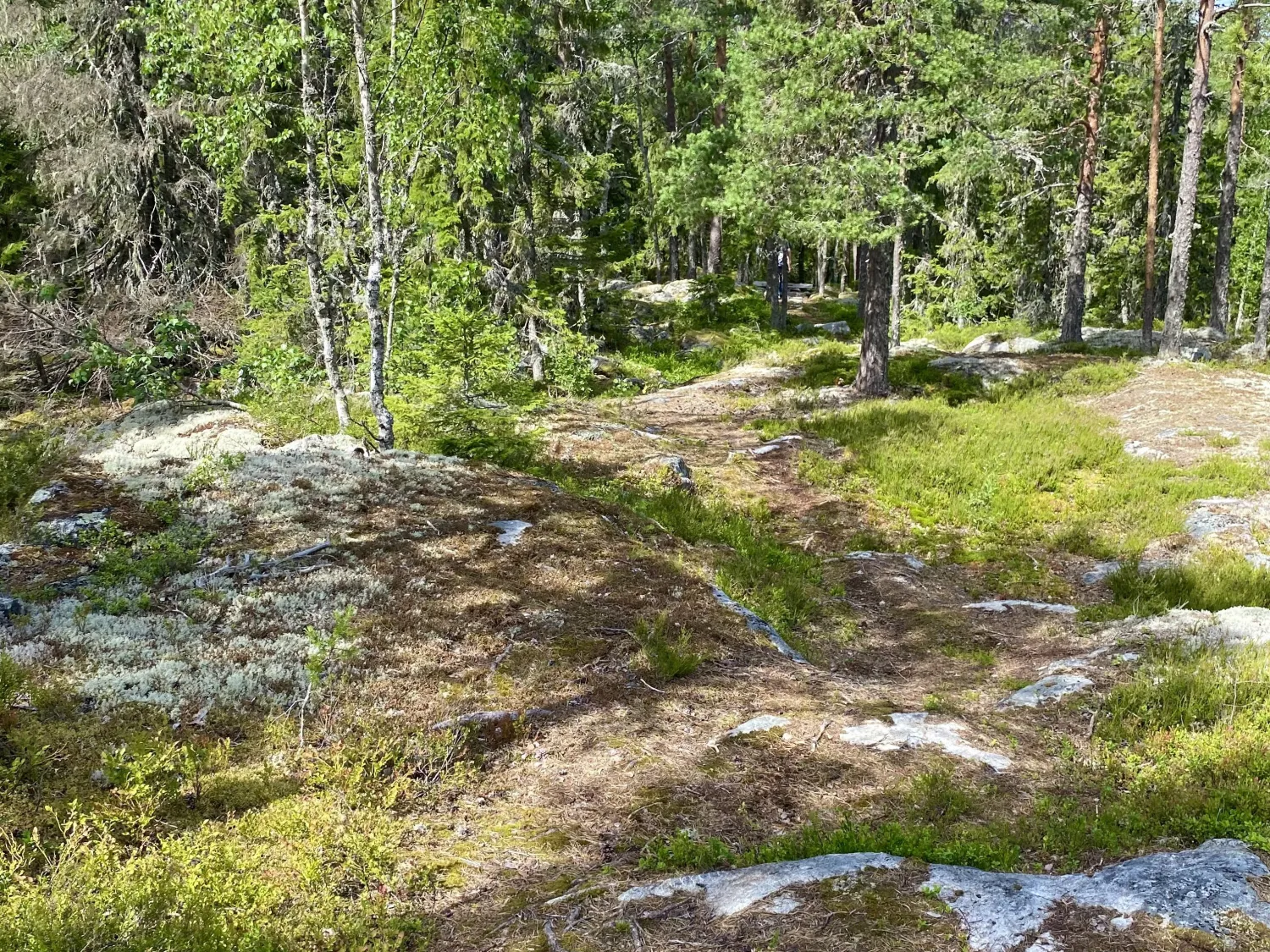 Path in the forest
