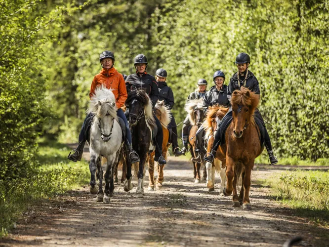 Färgbild - en grupp ryttare ute i naturen. Länkad bild.
