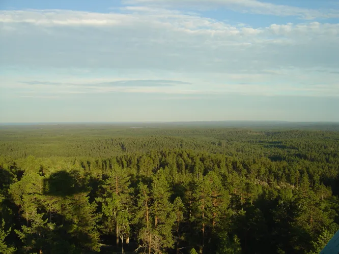 Utsikt över skog och Bottenhavet i horisonten