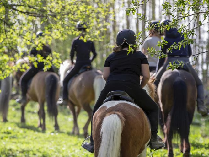 Färgbild - en grupp ryttare till häst ute i naturen