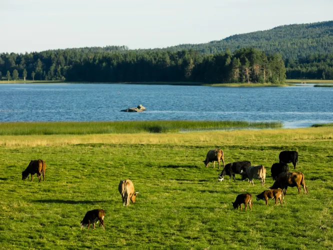 Colour picture of cattle grazing in grass fields