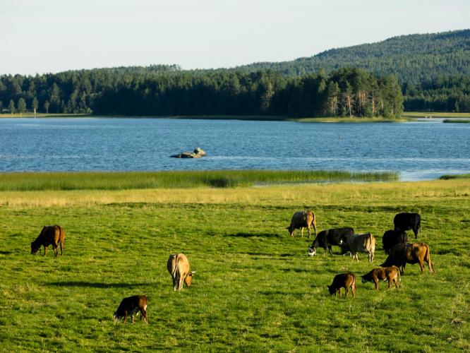 Naturbild med betande kossor, grönska och sjö och skog i bakgrunden.