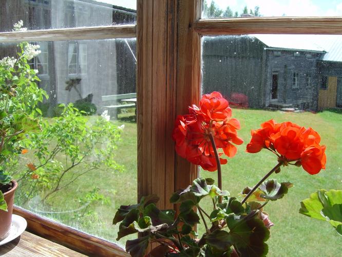 Röd pelargon i ett fönster med utsikt över gårdsplan.