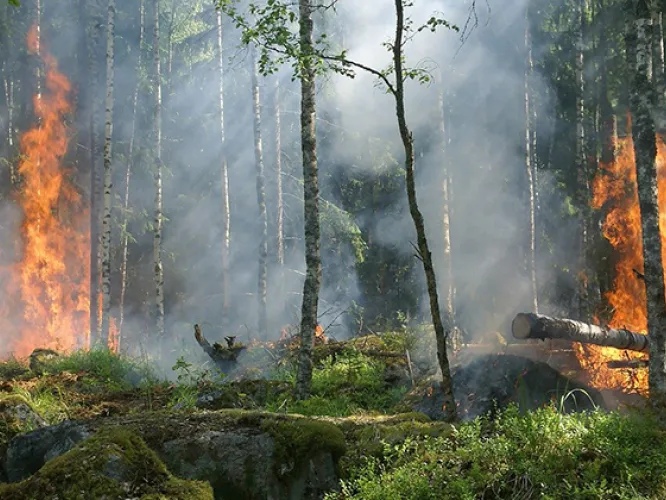 Färgbild - skogsbrand