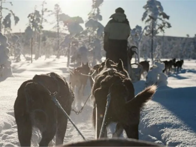 Färgbild - slädhundekipage i vinterlandskap
