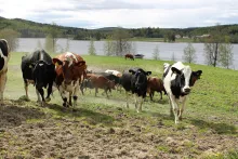 Kossor Färgbild - utomhus. Kossor på grönbete med natur och sjö i bakgrunden